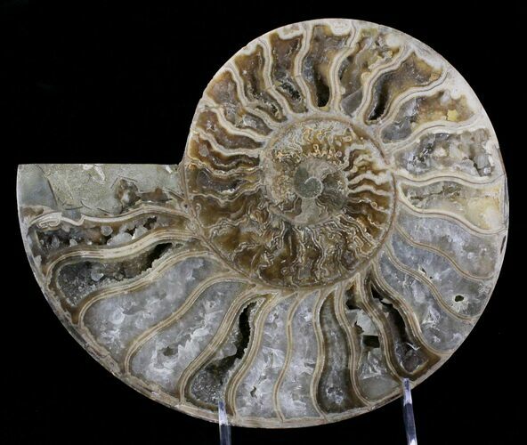 Beautiful Choffaticeras Ammonite - Half #29155